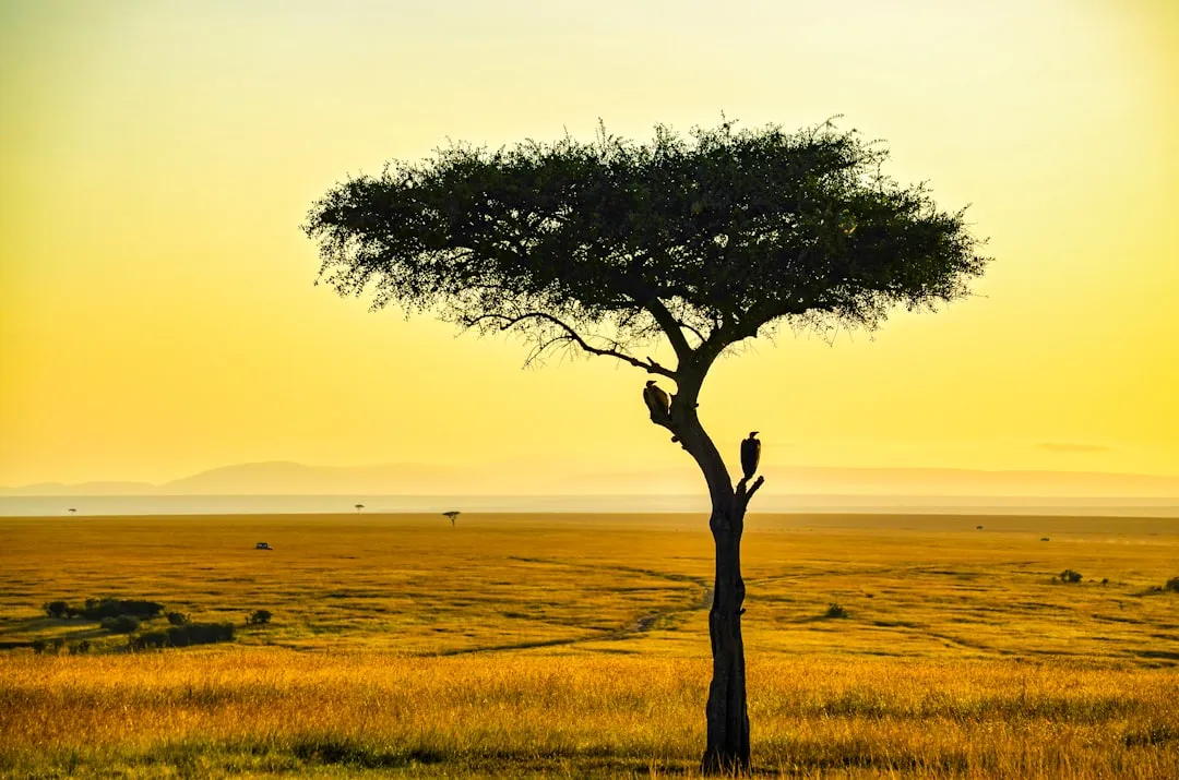 African sunrise landscape